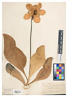 Pitcher plant Kriebel Herbarium collection
