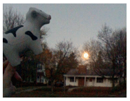 USAIN COw Tippy Jumping over the moon